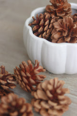 Decorative Pinecones - 20pc