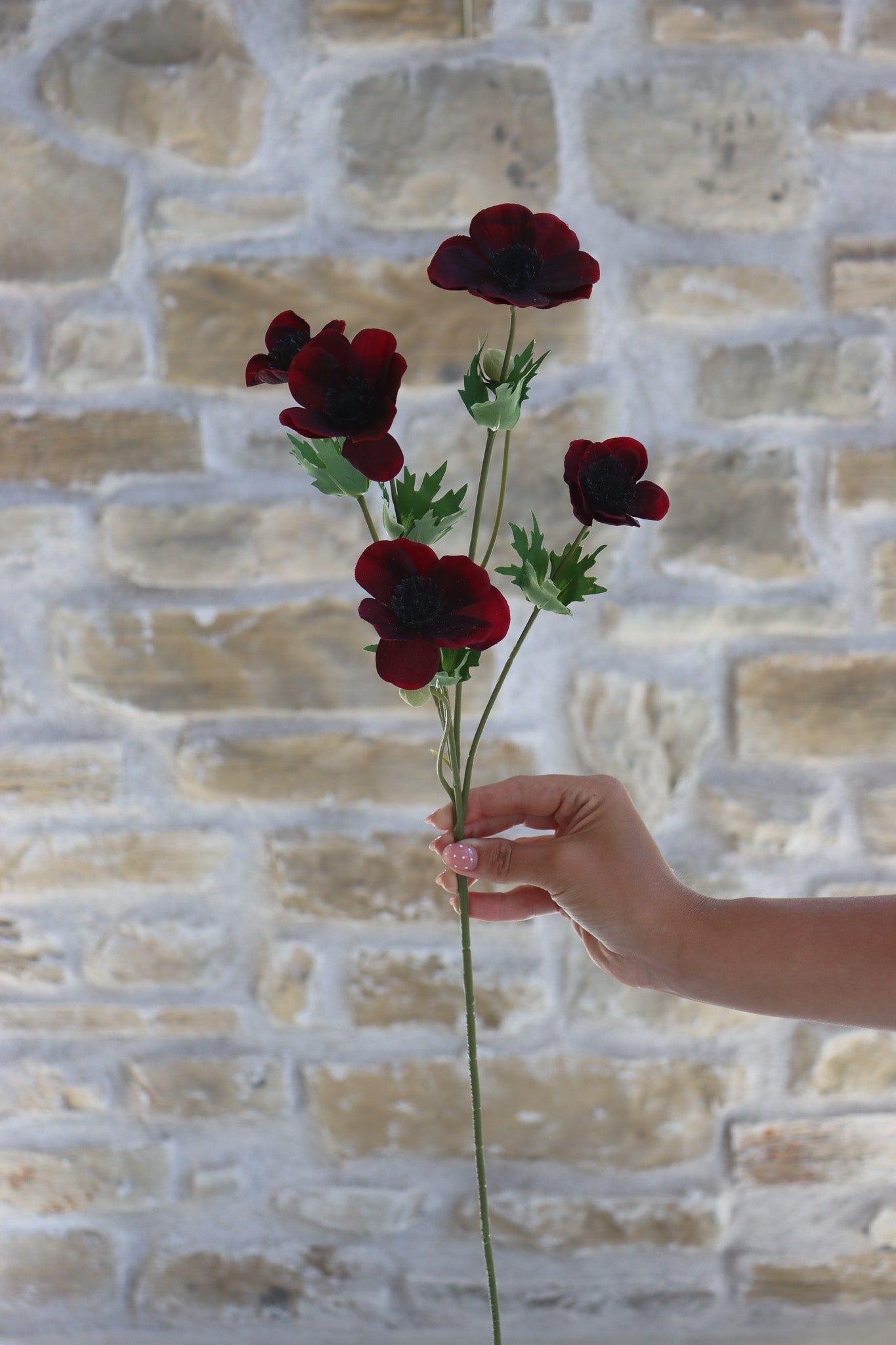 Anemone Bundle  - Berry Meadow