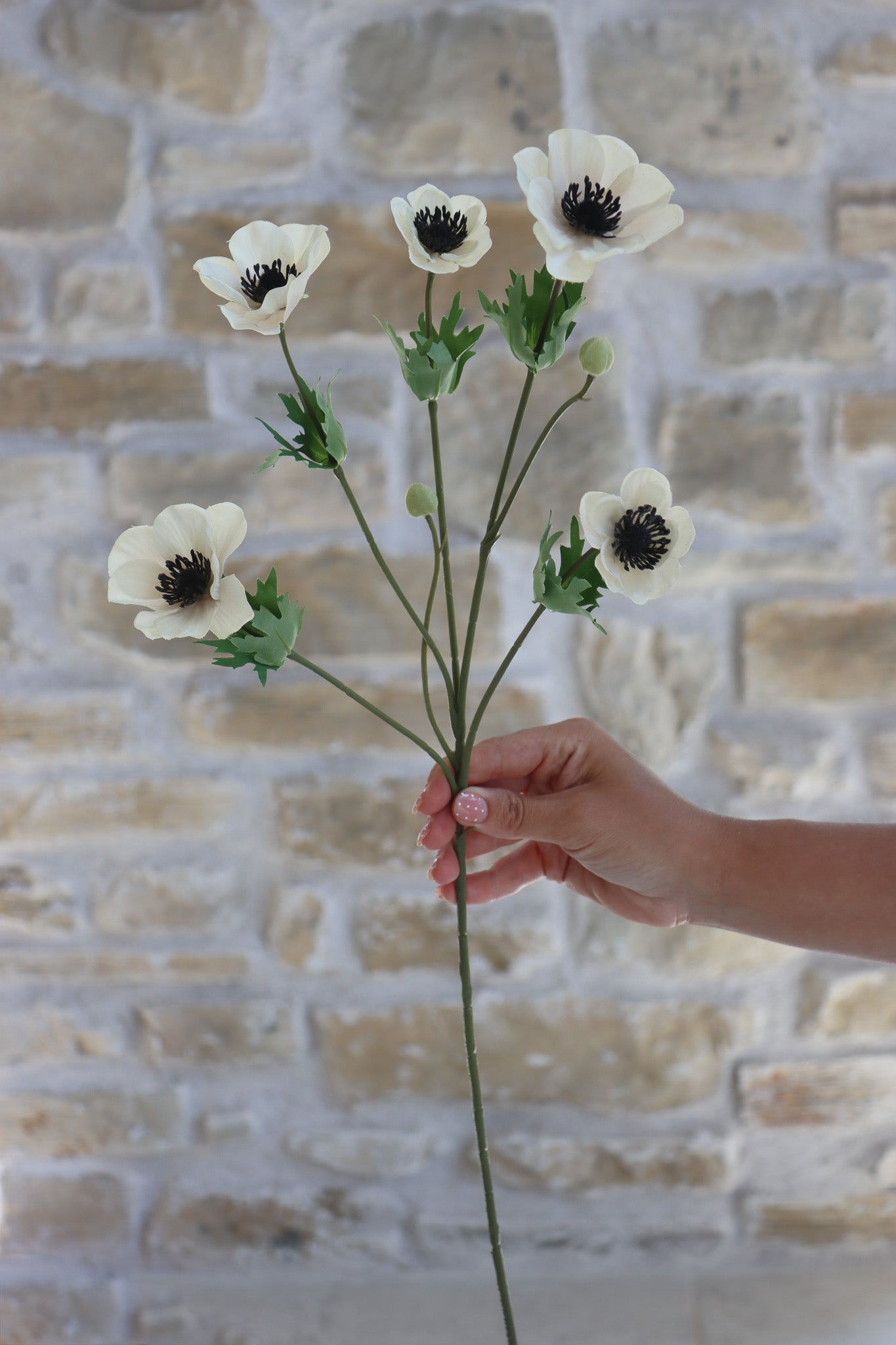 Anemone Bundle  - Summer Blush